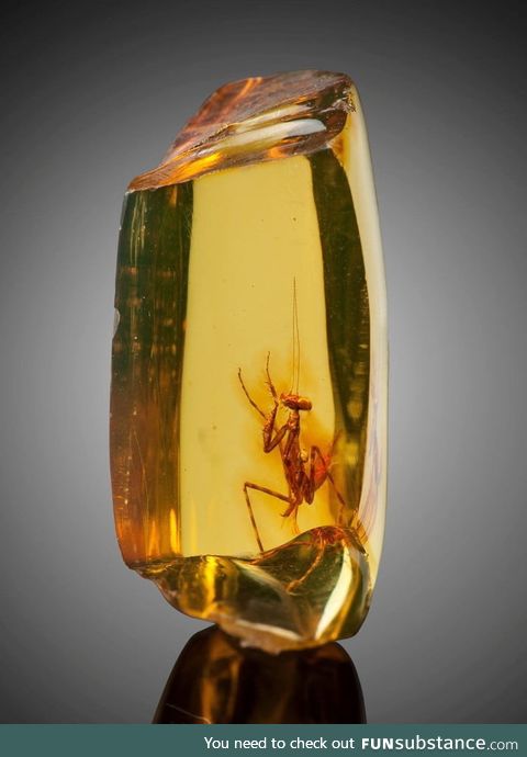 A praying mantis (hymenaea protera) trapped in amber. Approximately 12 million years old