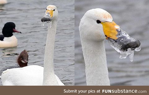 Duck mouth is frozen shut