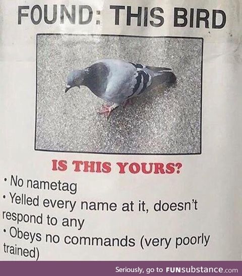 Is this your birb???