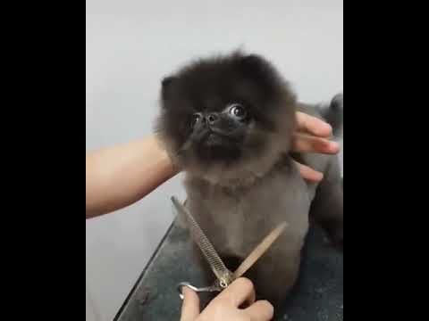 Dog likes getting his hair cut