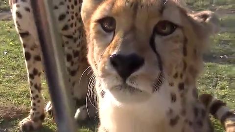 A Cheetah's meow