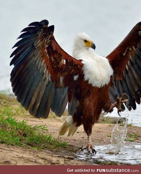 African fishing eagle