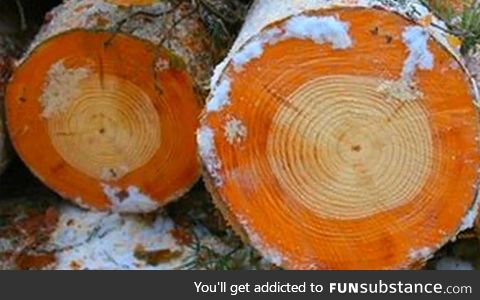 Chernobyl tree rings , before and after the accident