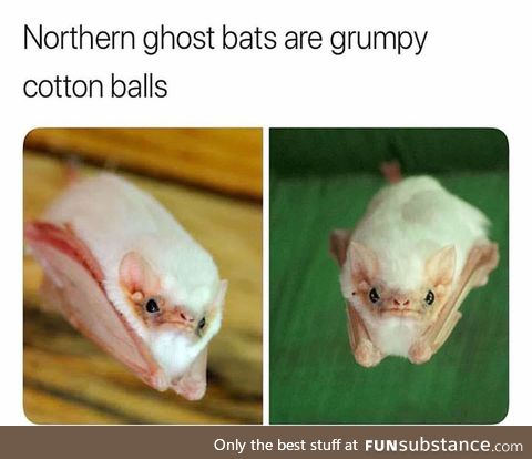 Majestic