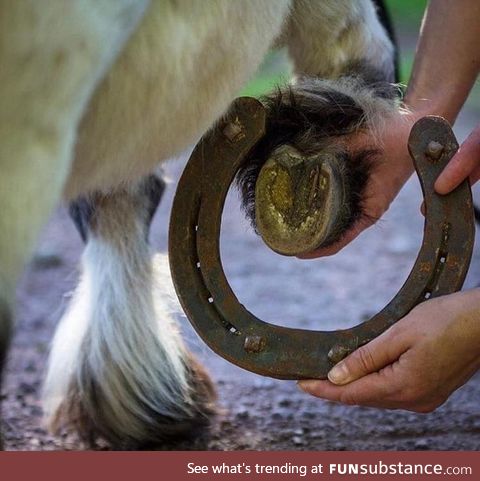Comparison in hoof size between a pony and a Shire horse (the largest breed of horse)