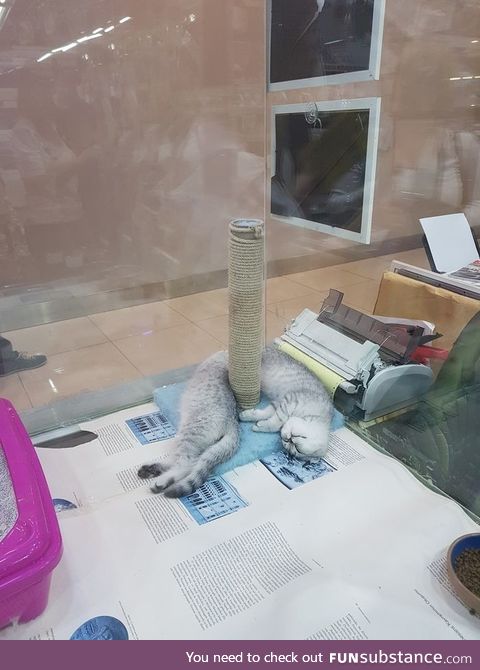 Longcat
