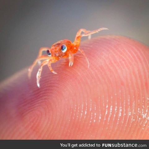 This crab looks like it’s from a Disney movie