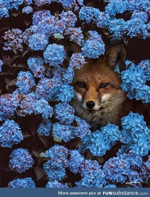 Foxes are stunning