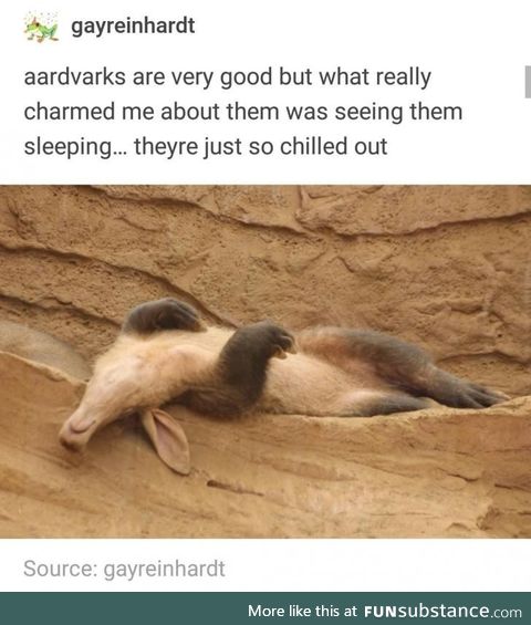 Aardvarks sleep hard