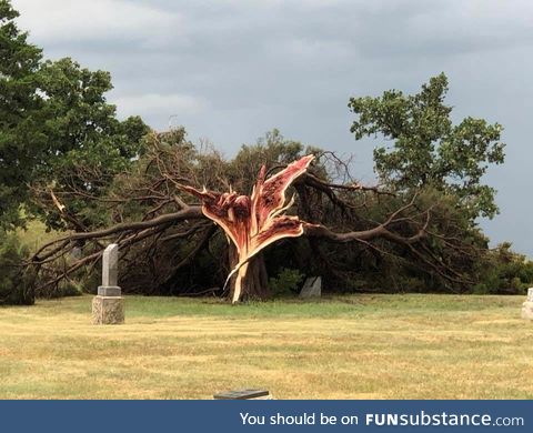 Cedar Tree after a storm in Central Kansas