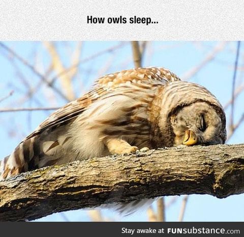 Good night, sweet owl