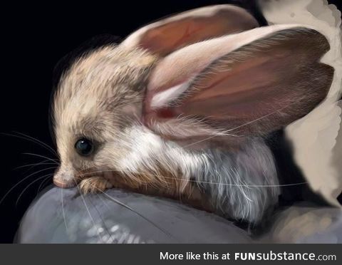 Long eared jerboa?