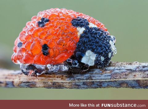 Close up picture of ladybug after morning dew