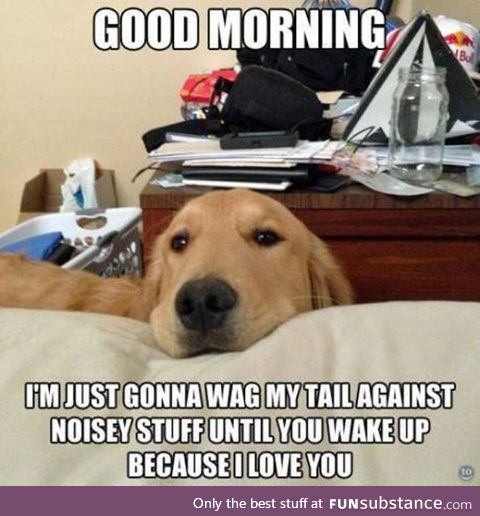 Can't even be mad when he wakes you up in the morning, wagging tail and all