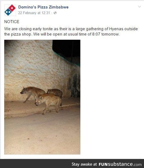 Hyenas Outside Dominoes (Would a couple more make this a Clan Gathering?)