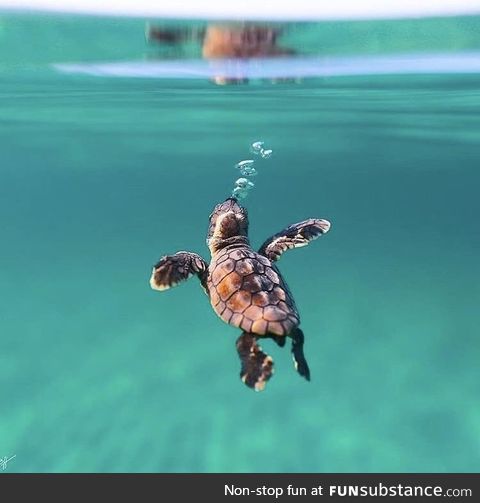 A young sea turtle exploring his new world-take by Ben J Hicks