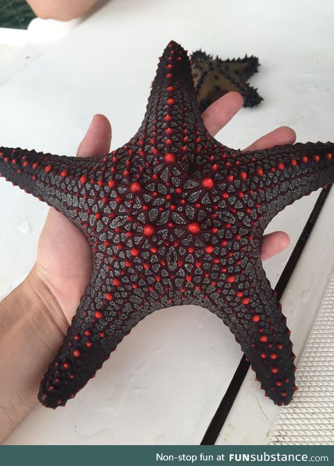 alien-look-a-like starfish