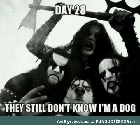 I didn't even notice there was a dog at first
