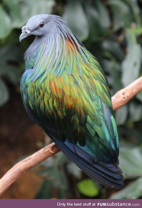 A majestic Nicobar pigeon