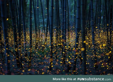 Long exposure of Fireflies in Japan