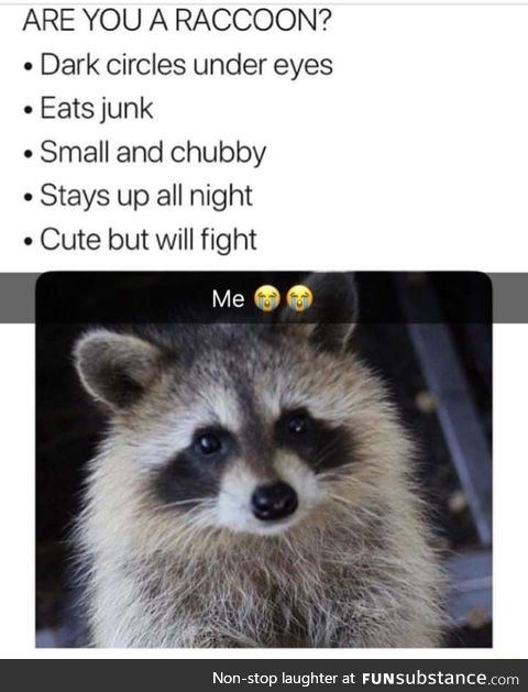 Are you a raccoon