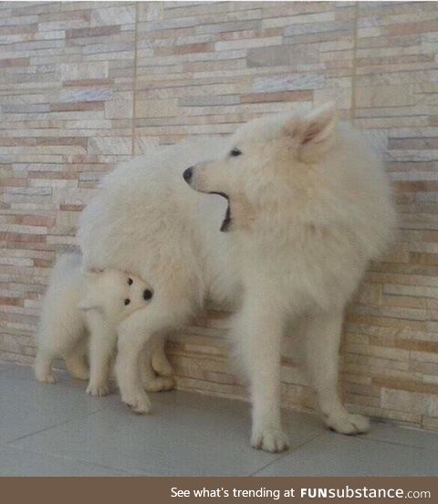"dude.. wtf? this hurts! *woof* !!"