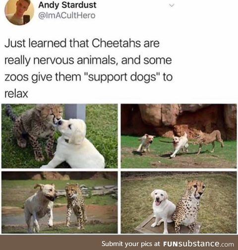 Even animals need support dogs