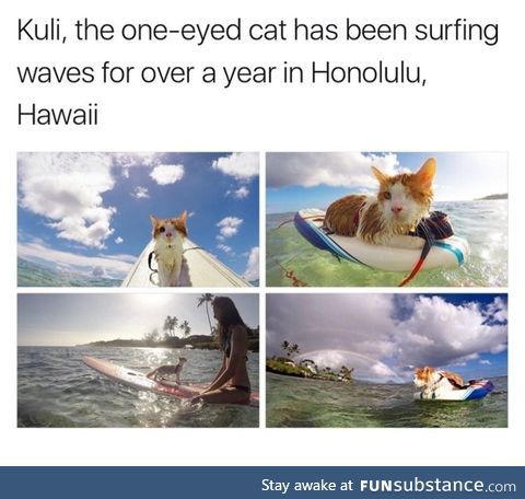 Surfing one-eyed cat
