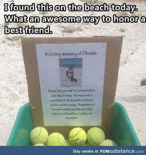Guy came across a box full of tennis balls dedicated in memory of a good doggo