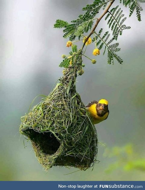Architect