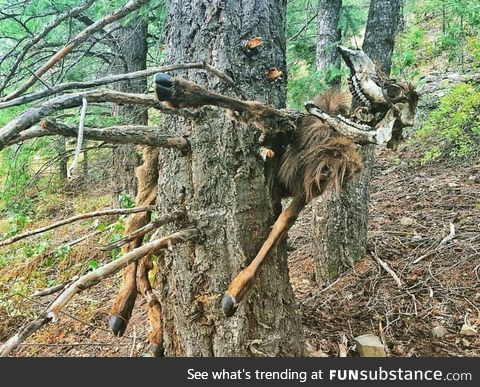 Elk pinned to a tree by an avalanche