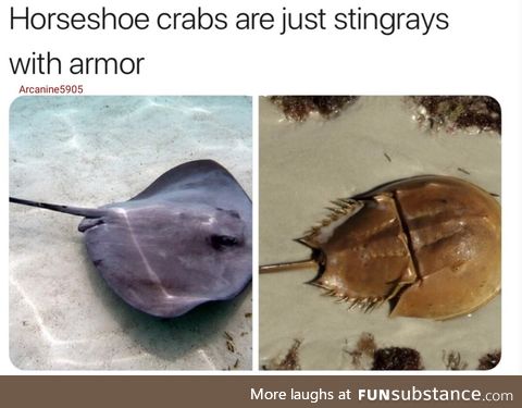 Stingrays with armor