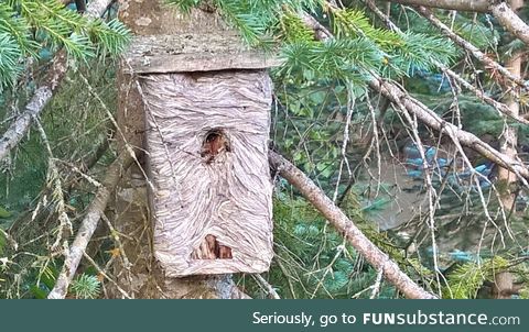 This nest box taken over by wasps