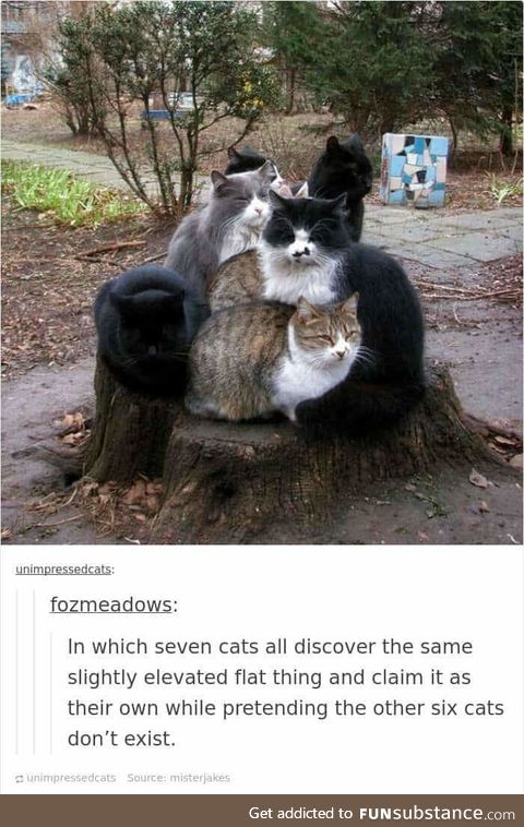 Cat pile