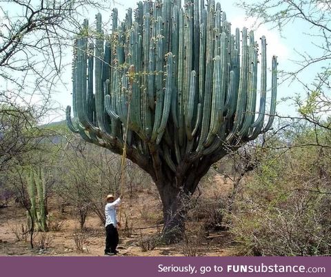 that. cactus.