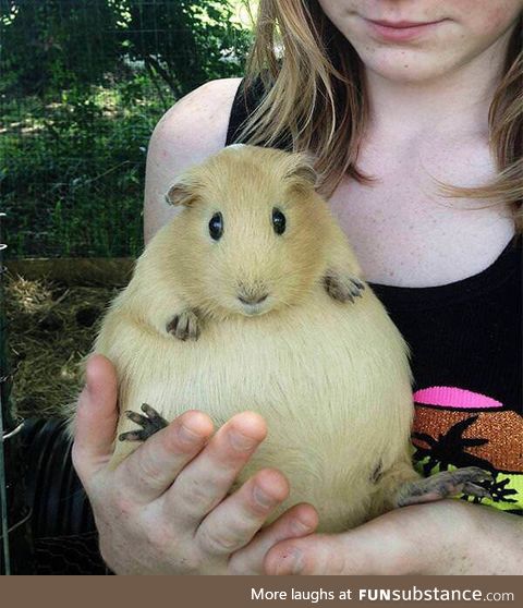 not an overweight guinea pig.. just a very pregnant one!