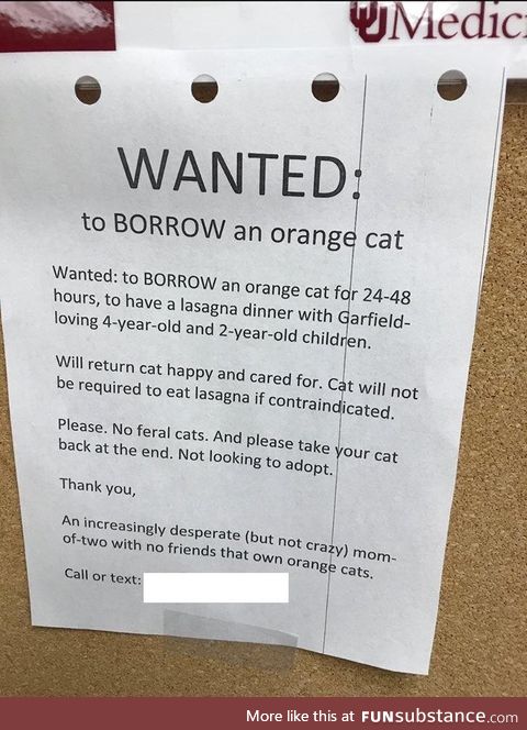 Wanted: Orange cat