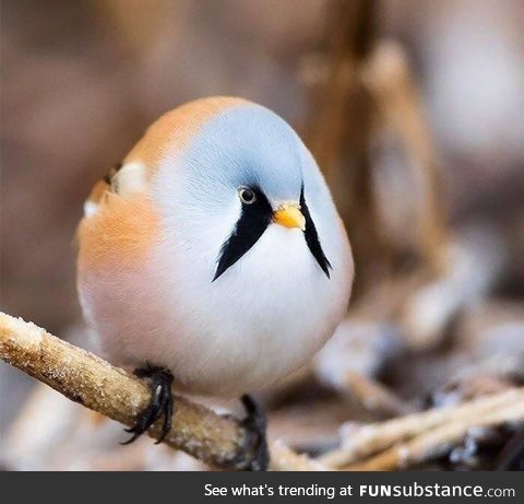 I present to you, the Bearded Tit