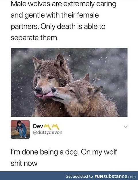 Wolf love