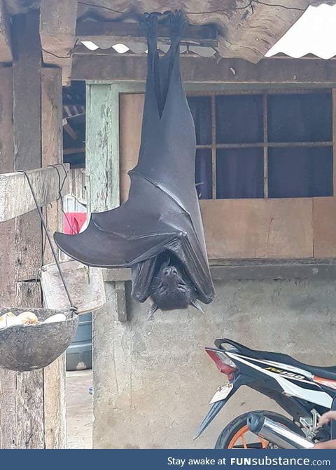 No banana for scale
