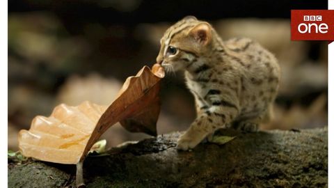 The smallest and cutest cat in the world