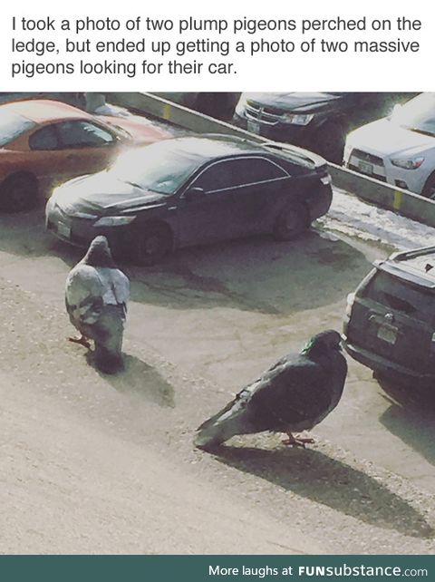 Two Plump Pigeons Looking For Their Car