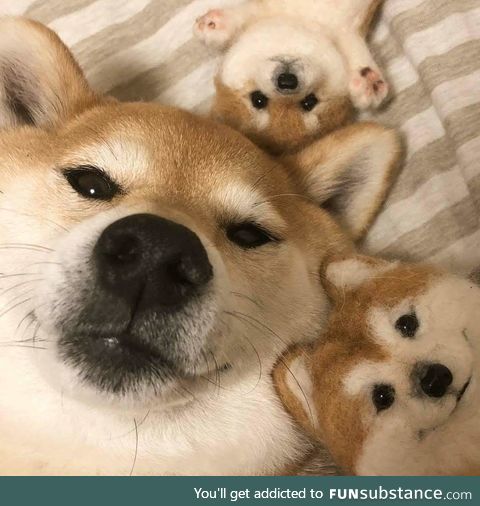 Shiba n friends