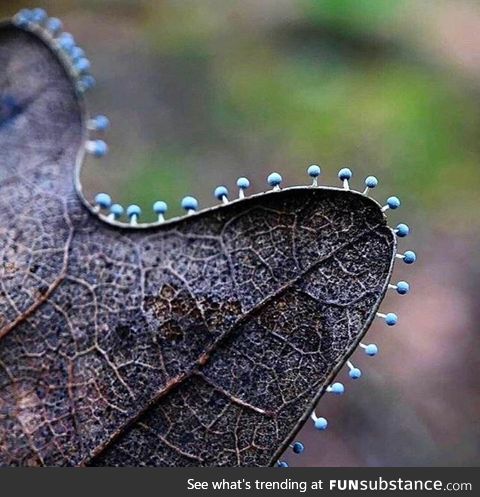 Slime mold on the edge of a leaf