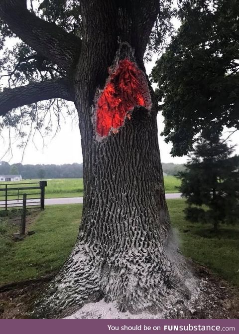 This tree that was struck by lightning