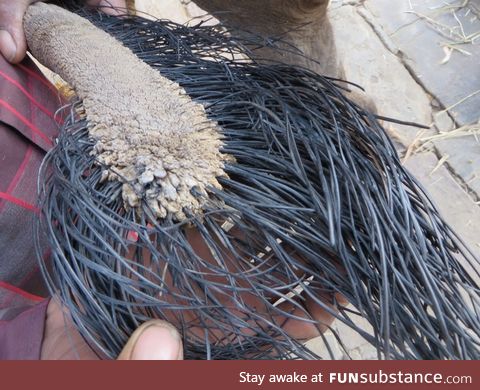 This is what an elephant tail looks like up close?