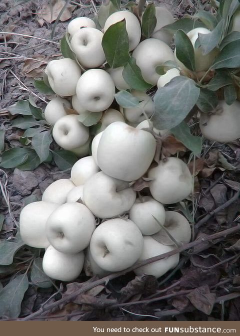 A nice harvest of Ghost White Apples