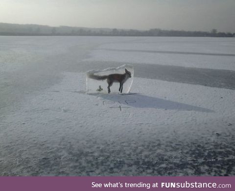 A fox frozen in ice