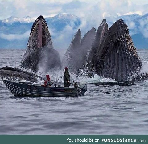 Whales at Svalbard, Norway
