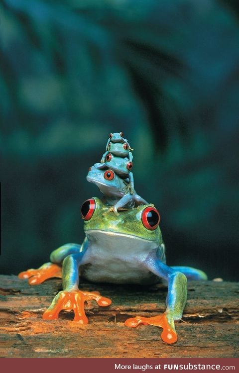 Red eyed tree frog, mother and babies